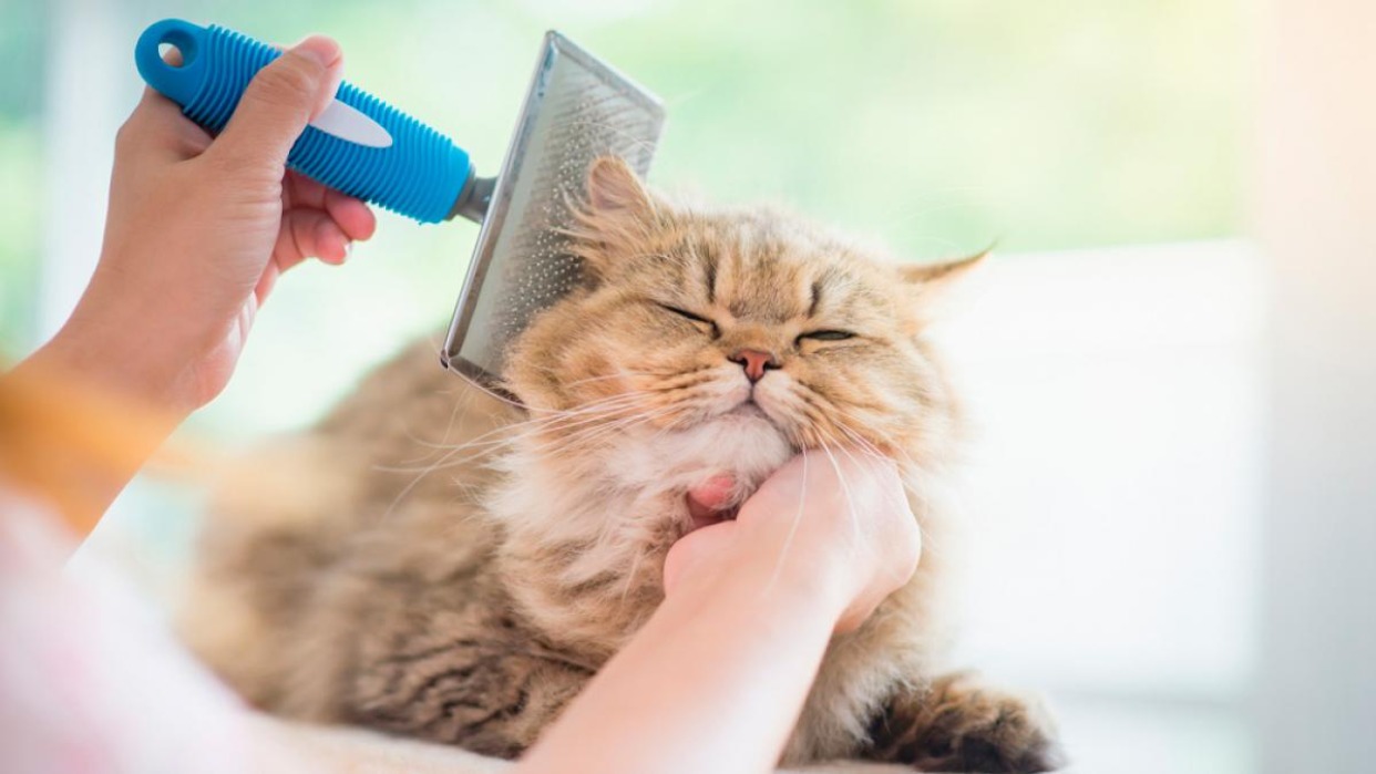 Aunque los gatos pueden limpiarse solos se le debe brindar ayuda
